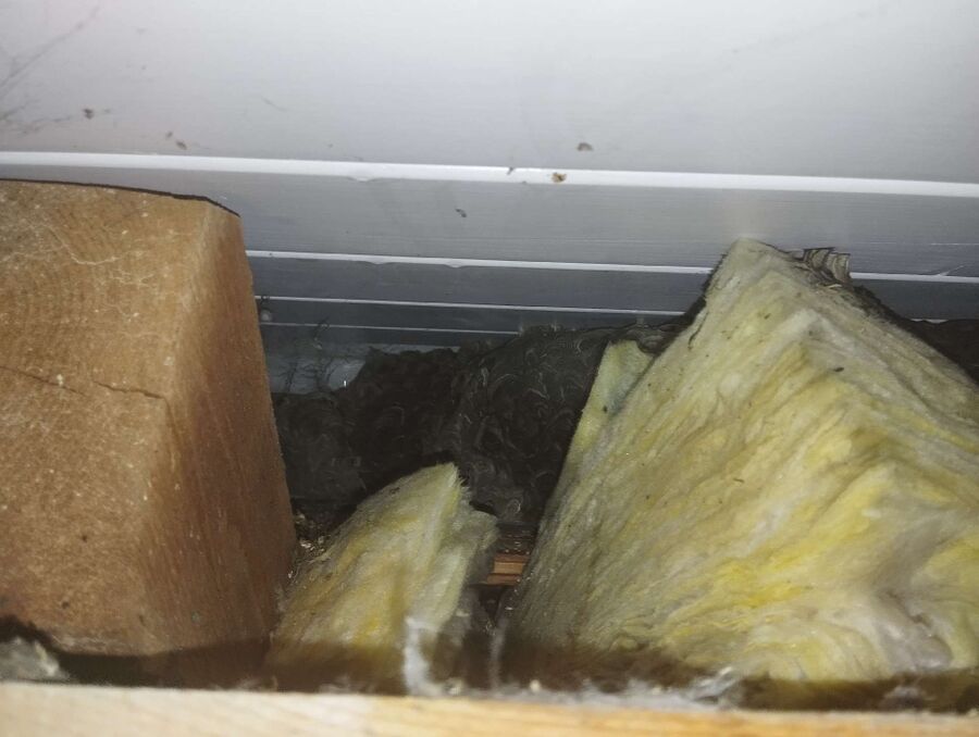 essaim d abeille enlevement