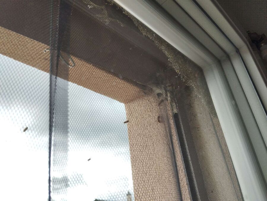 enlever un nid d abeille