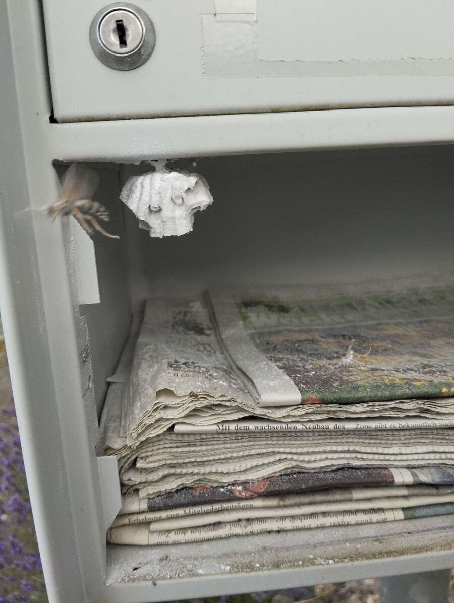 ruche abeille maison que faire