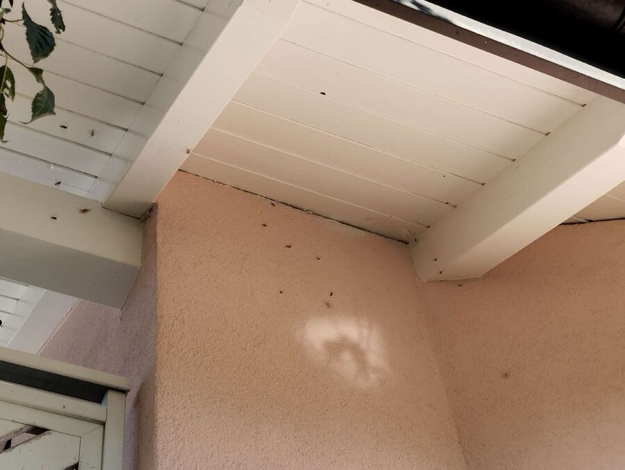 ruche abeille maison que faire