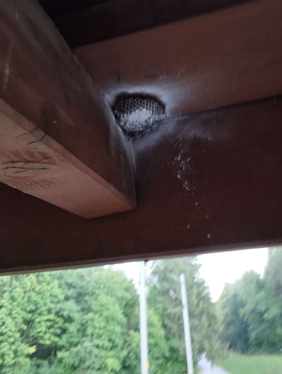 ruche abeille maison que faire