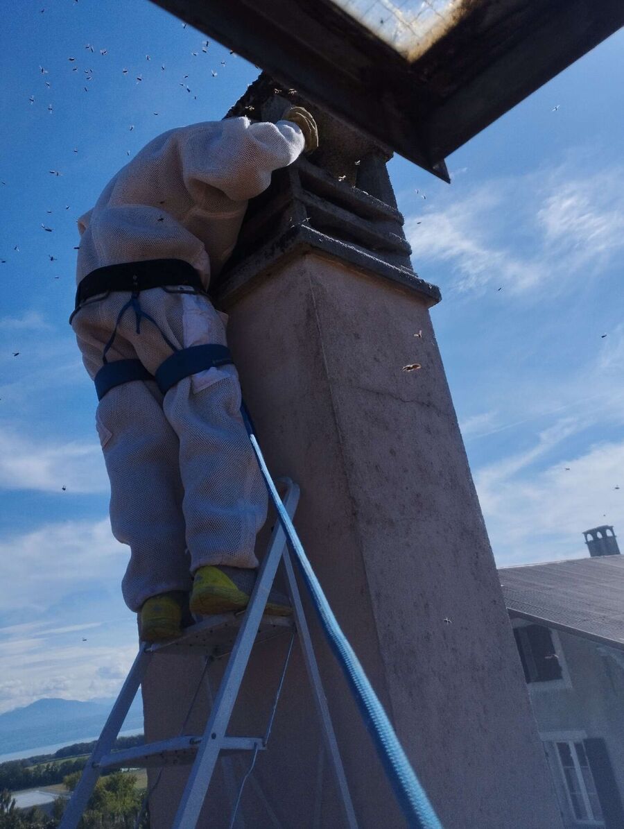 essaim d abeille enlevement