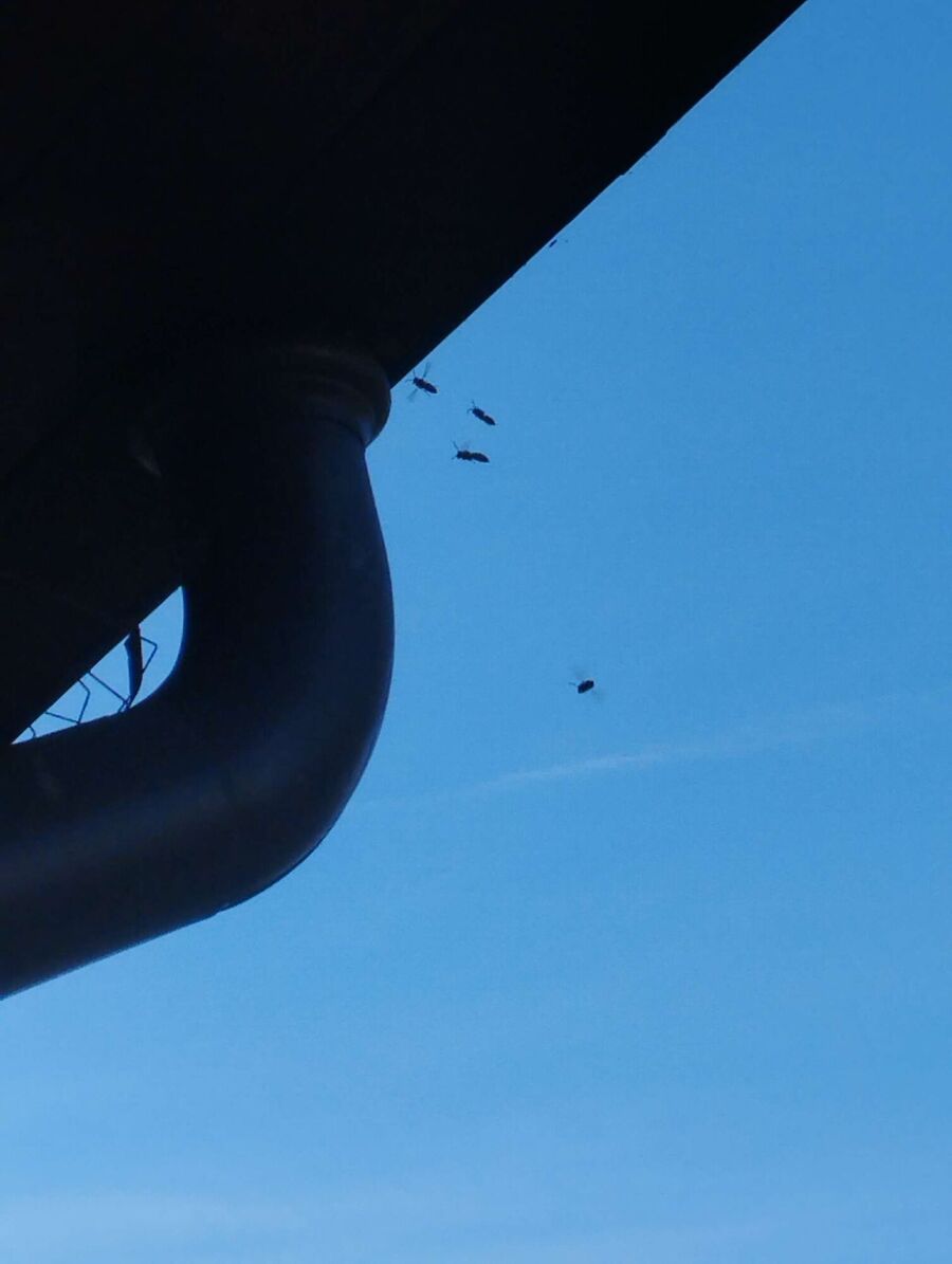 nid d abeille que faire