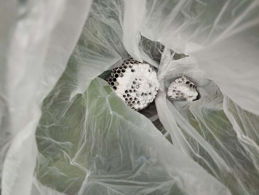 ruche abeille maison que faire