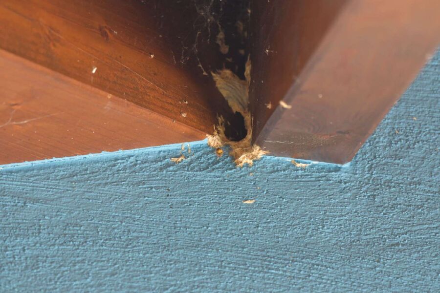 ruche abeille maison que faire