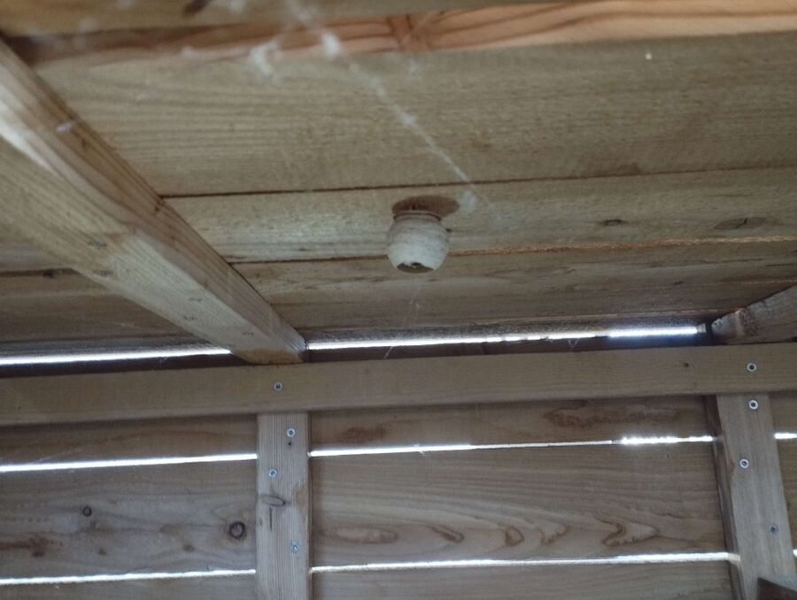 ruche abeille maison que faire