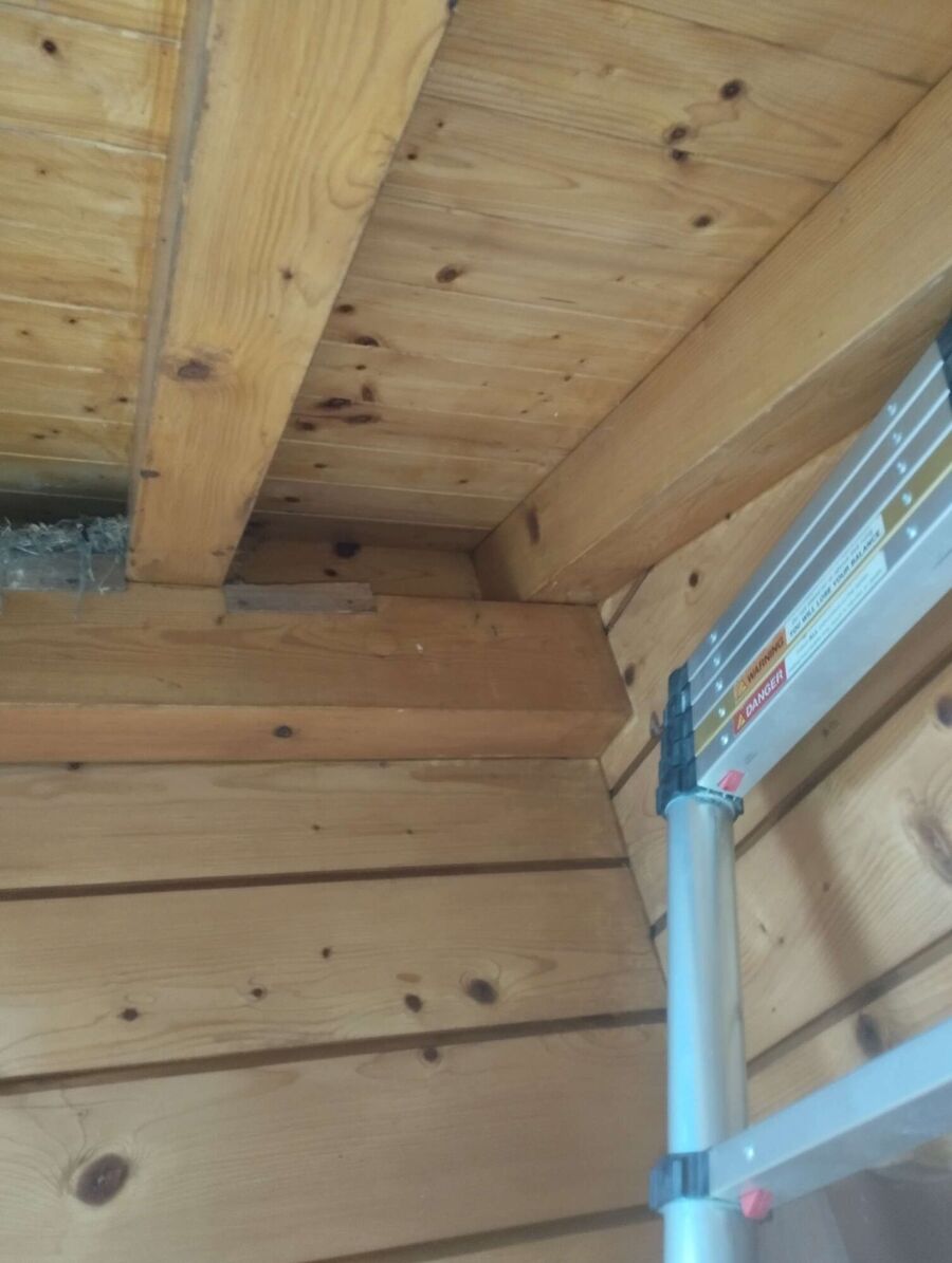 essaim d abeille enlevement