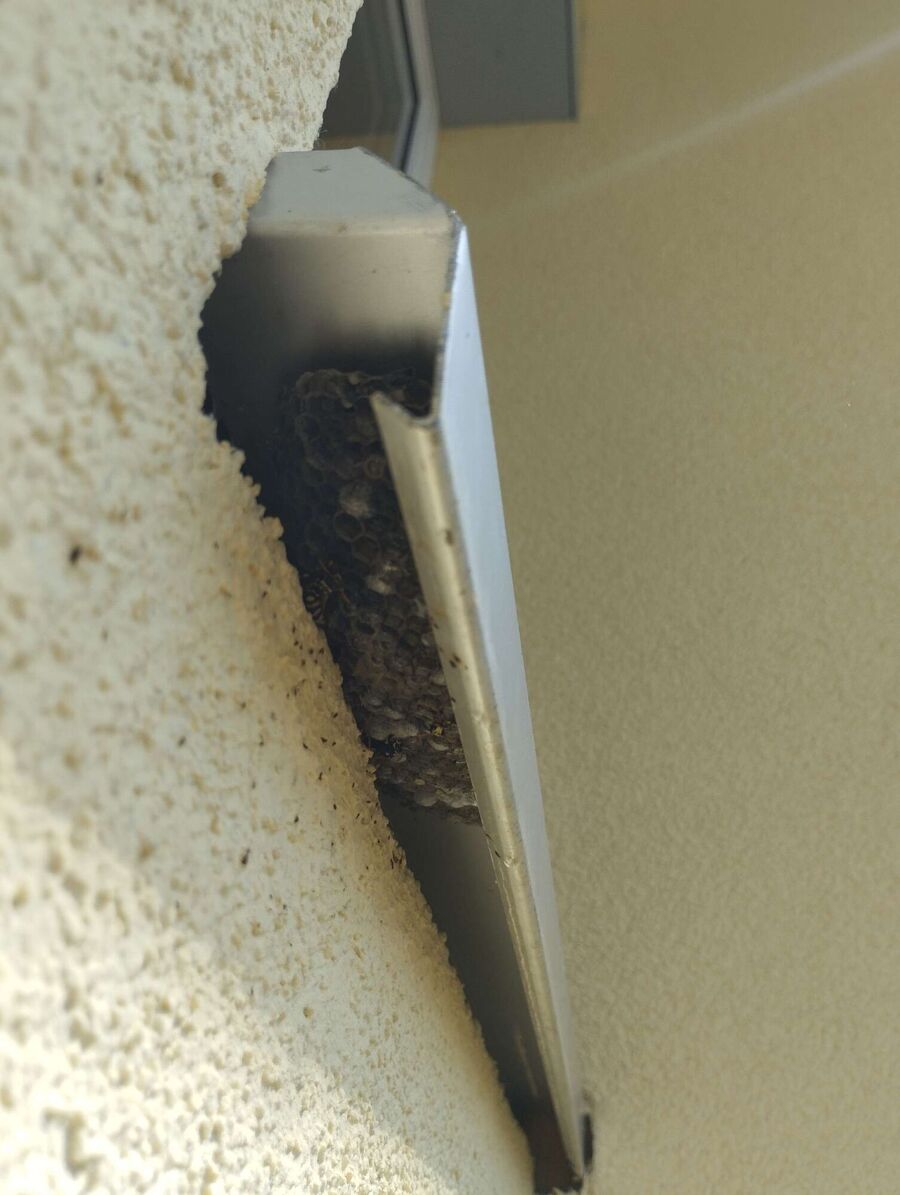 nid d abeille que faire