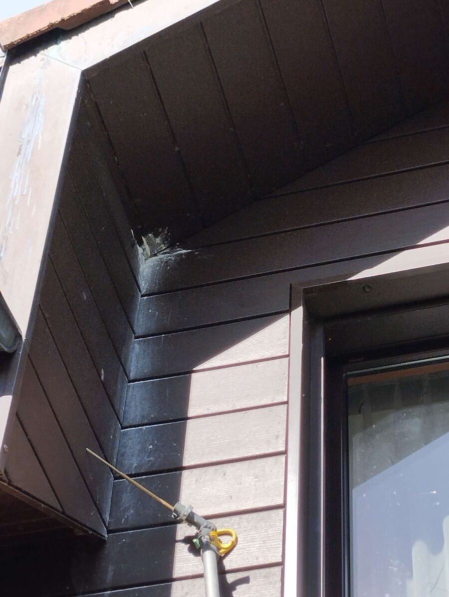 ruche abeille maison que faire