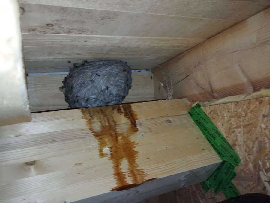 nid d abeille que faire