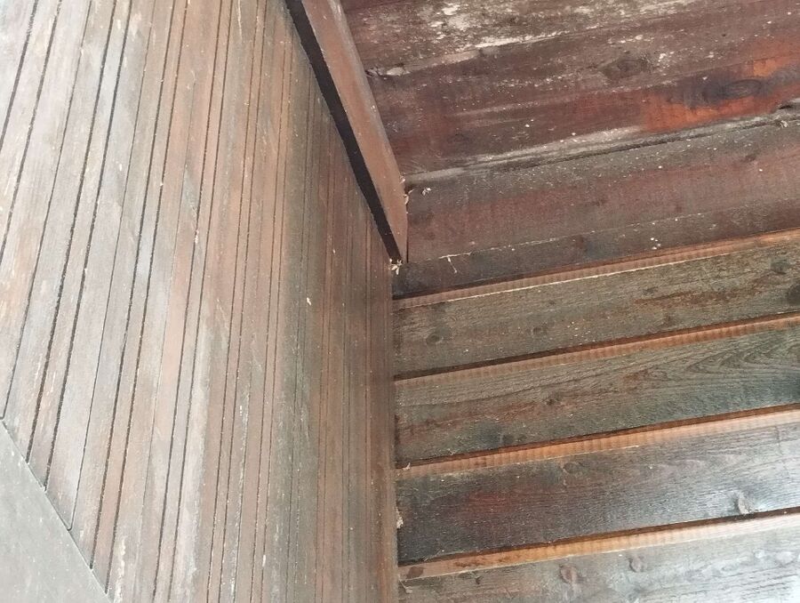 essaim d abeille enlevement