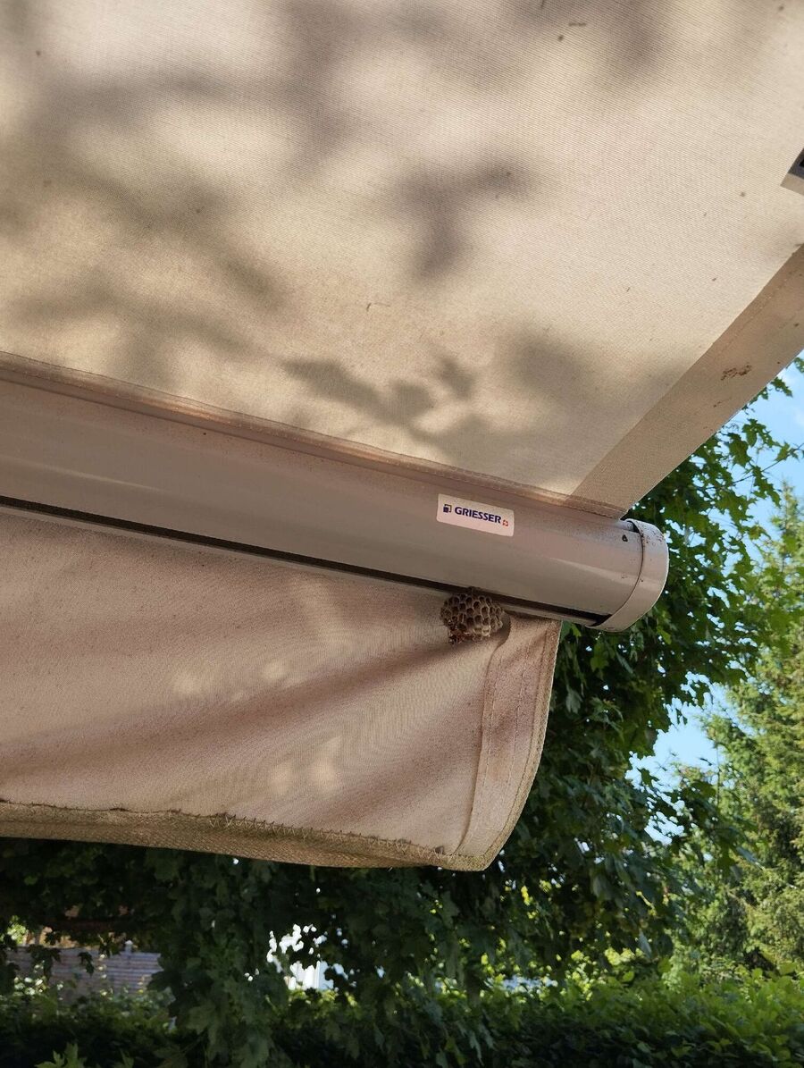 ruche abeille maison que faire