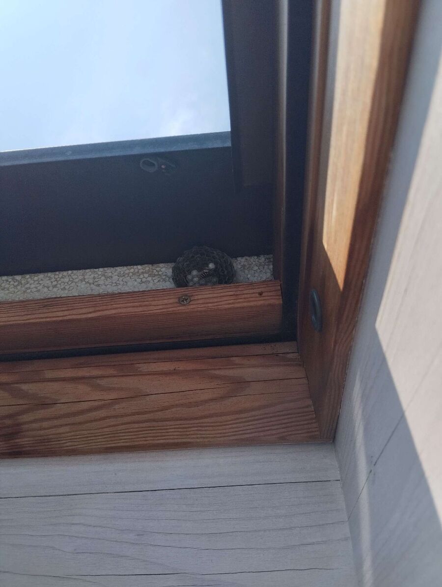 essaim d abeille enlevement