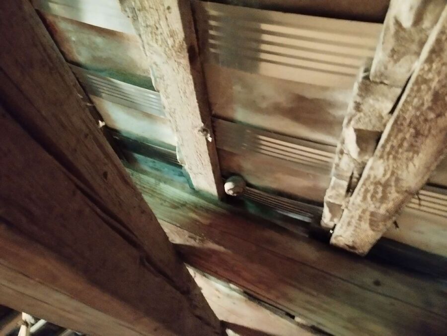 ruche abeille maison que faire