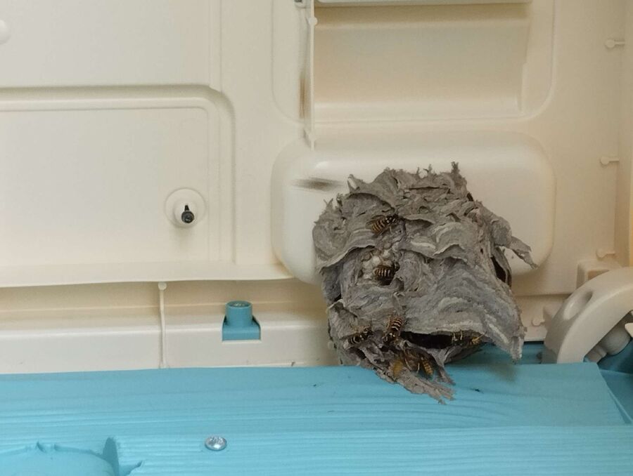 ruche abeille maison que faire