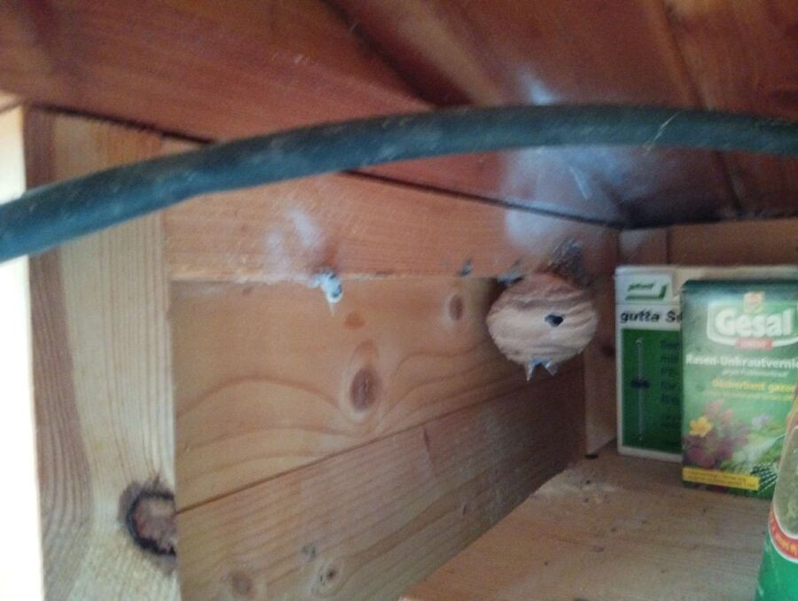 enlever un nid d abeille