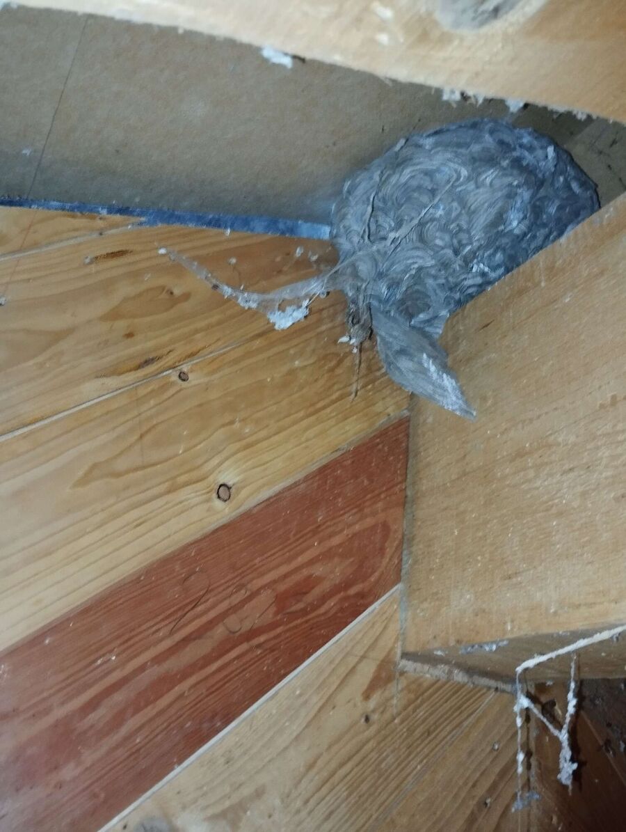 ruche abeille maison que faire