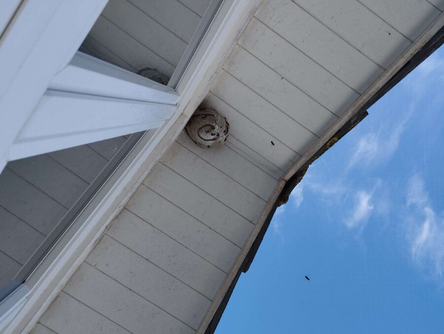 nid d abeille que faire