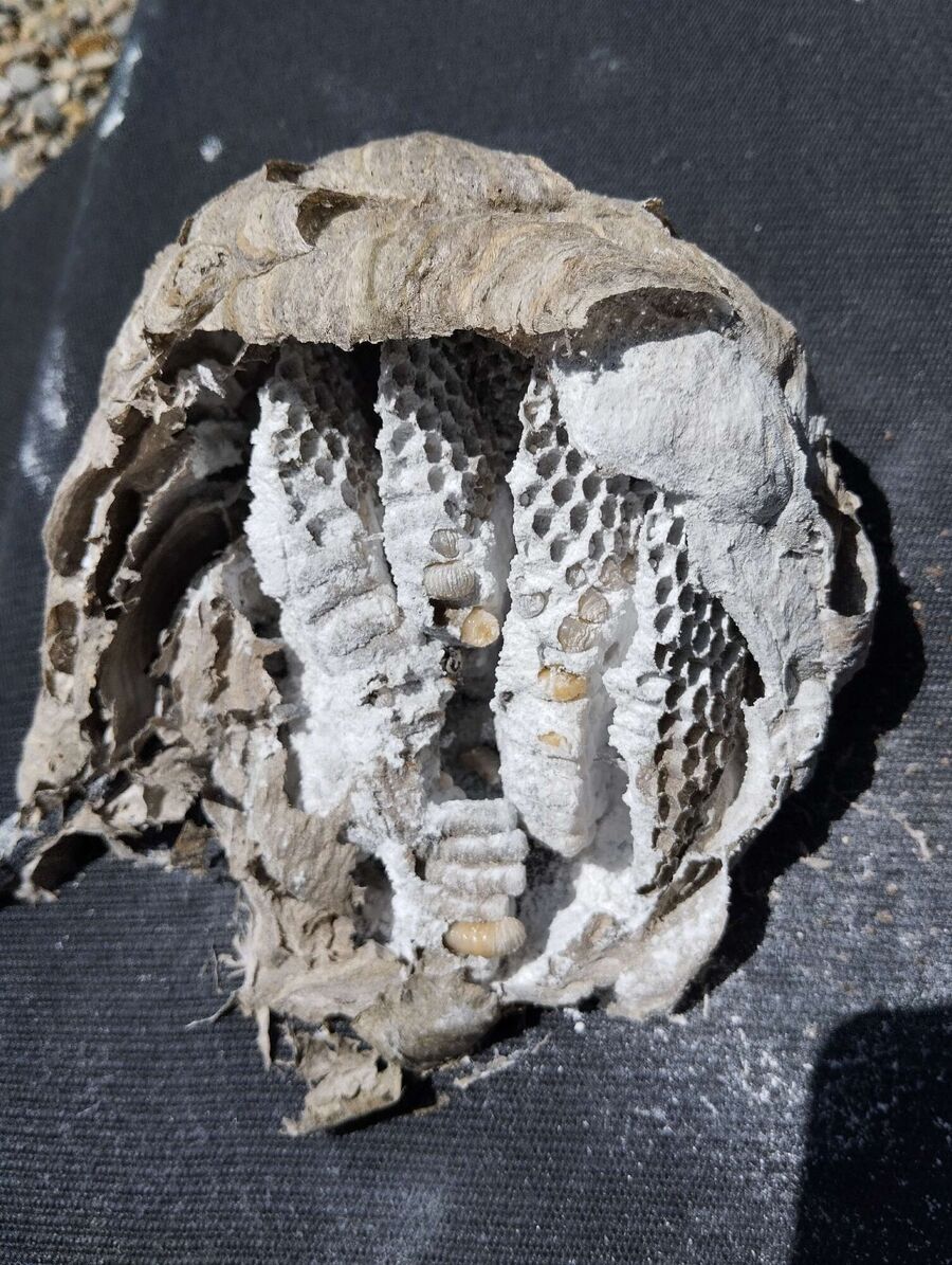 ruche abeille maison que faire