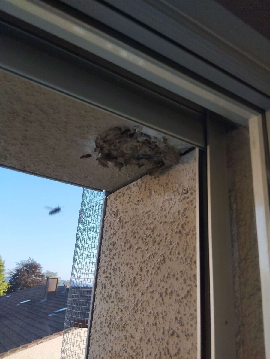 ruche abeille maison que faire