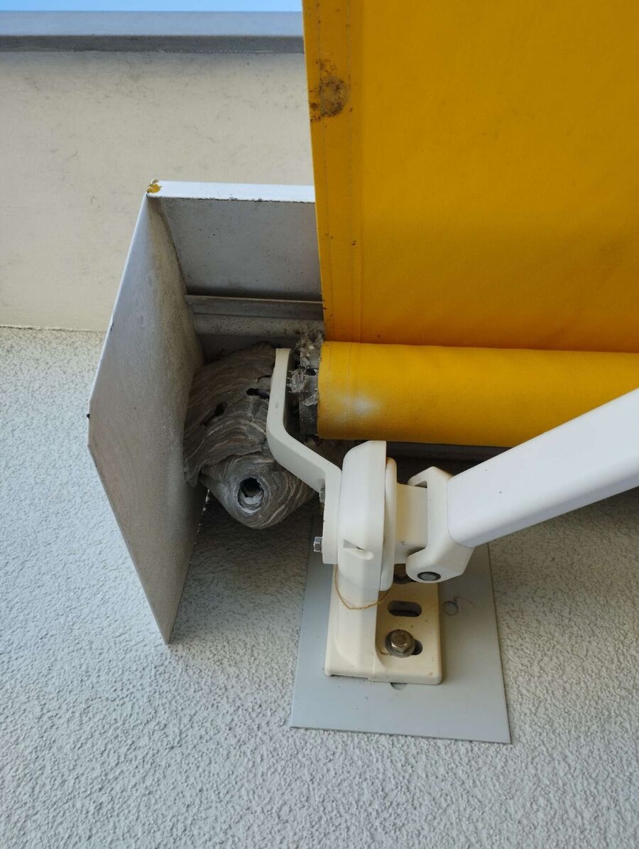 essaim d abeille enlevement