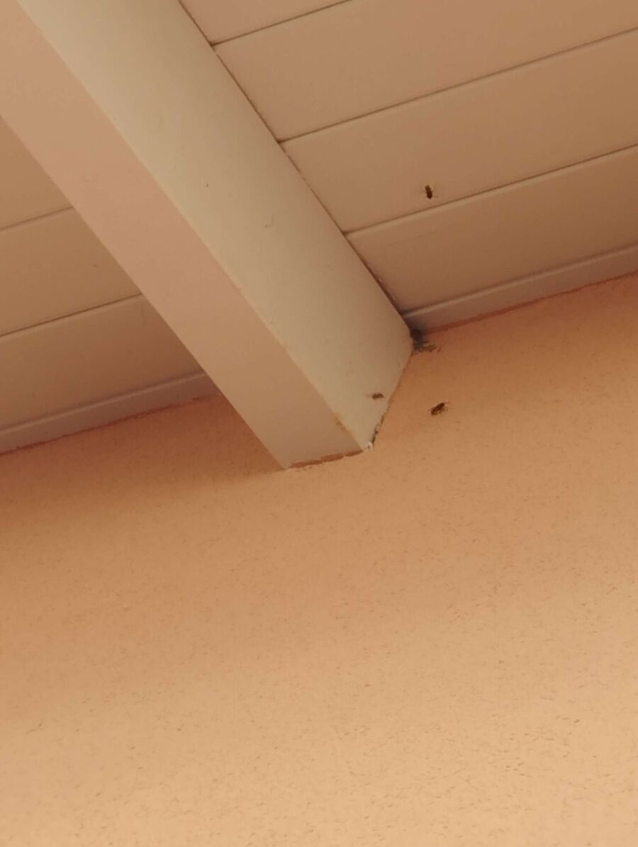 ruche abeille maison que faire