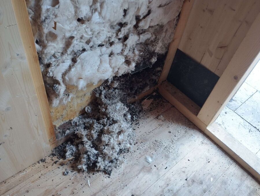 essaim d abeille enlevement