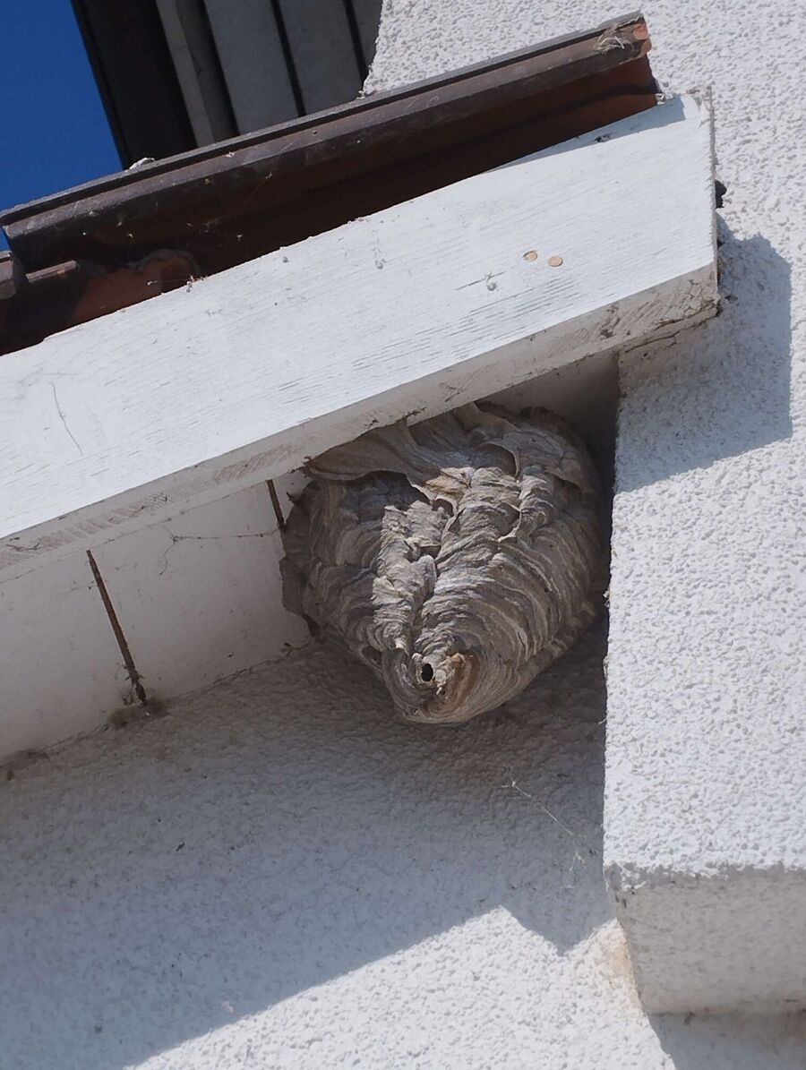 nid d abeille que faire