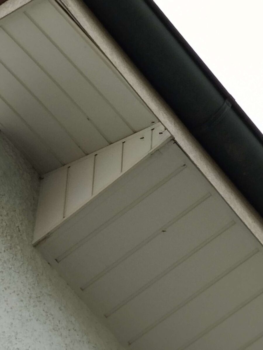 essaim d abeille enlevement