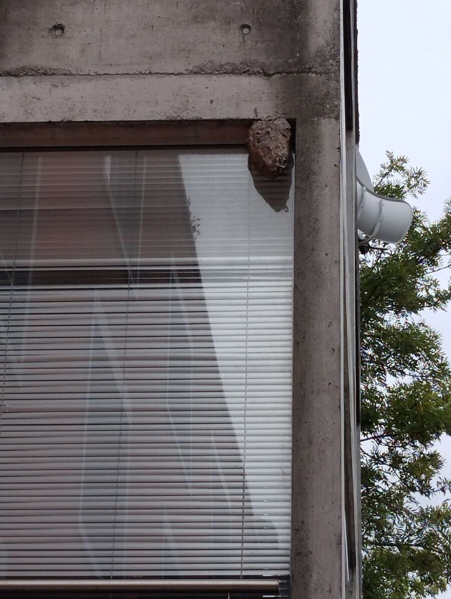 essaim d abeille enlevement