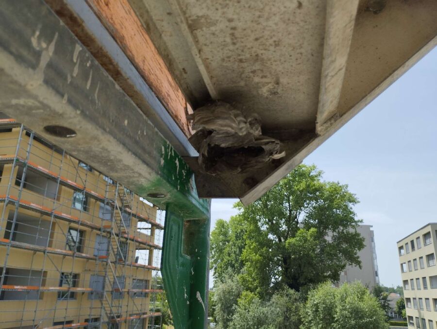 enlever un nid d abeille