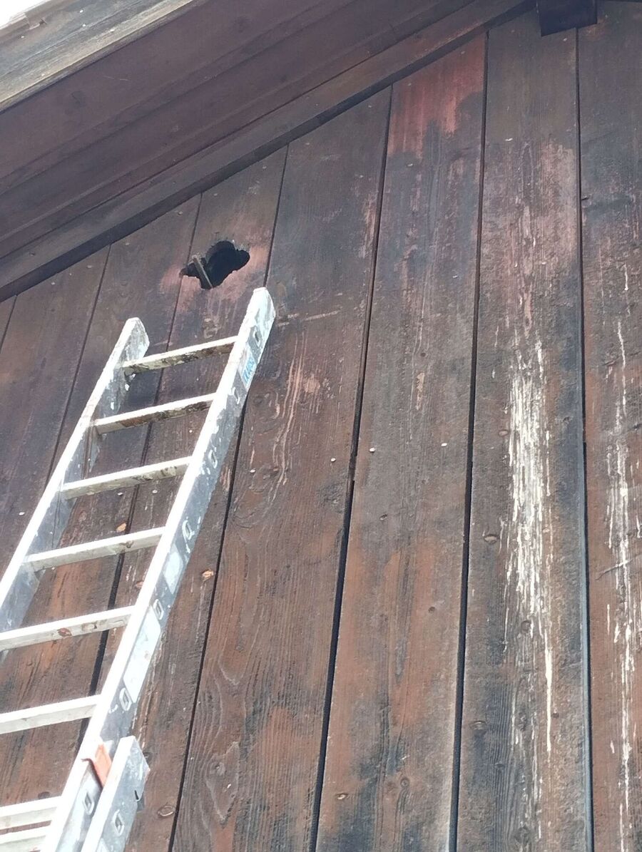 enlever un nid d abeille