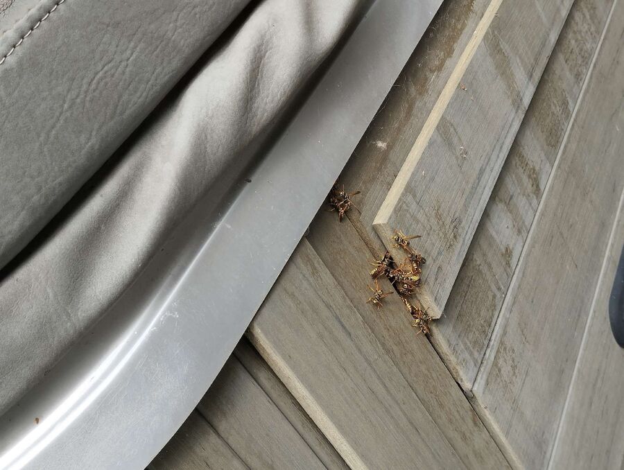 nid d abeille que faire