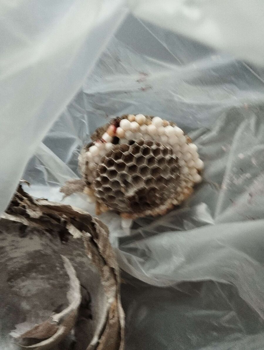 enlever un nid d abeille