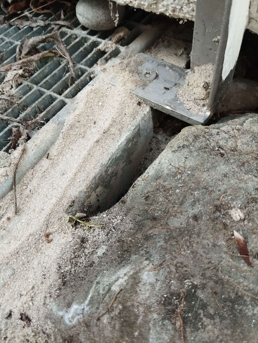 essaim d abeille enlevement