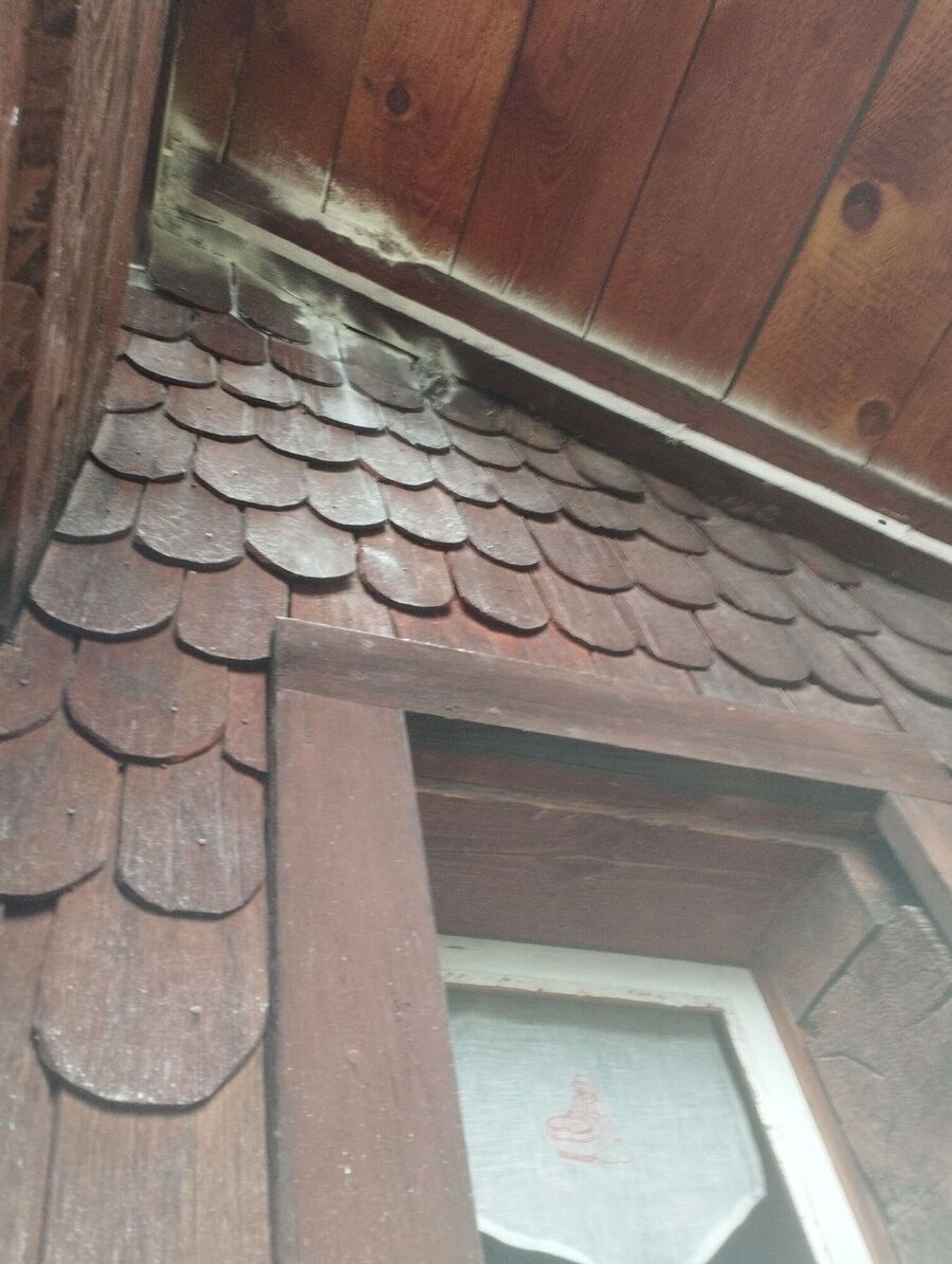 essaim d abeille enlevement