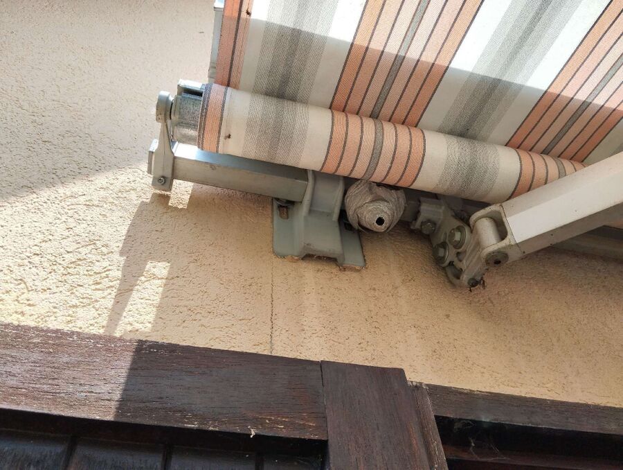 essaim d abeille enlevement