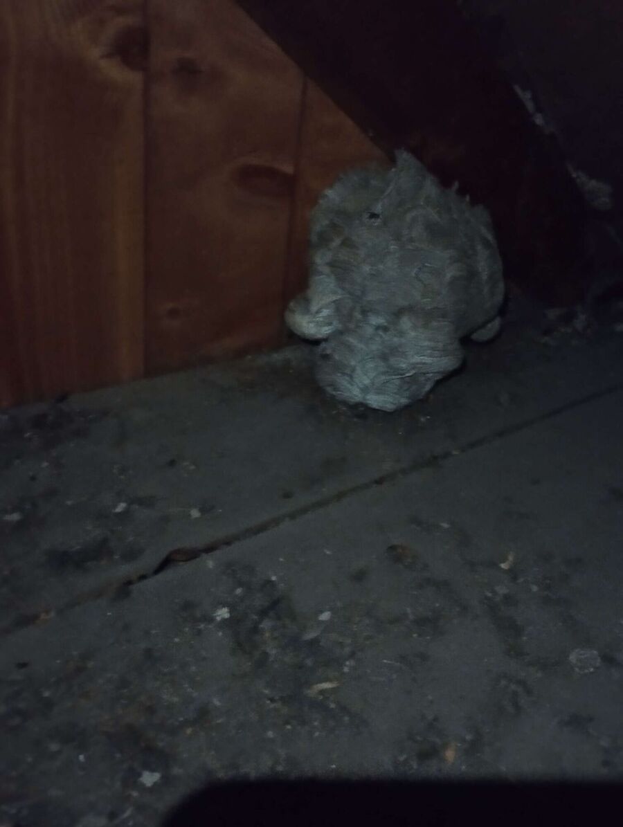  nid d abeille que faire