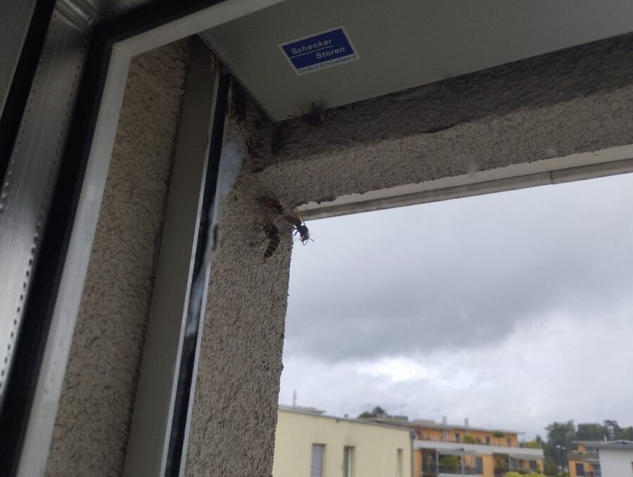 ruche abeille maison que faire