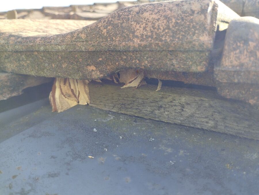 nid d abeille que faire