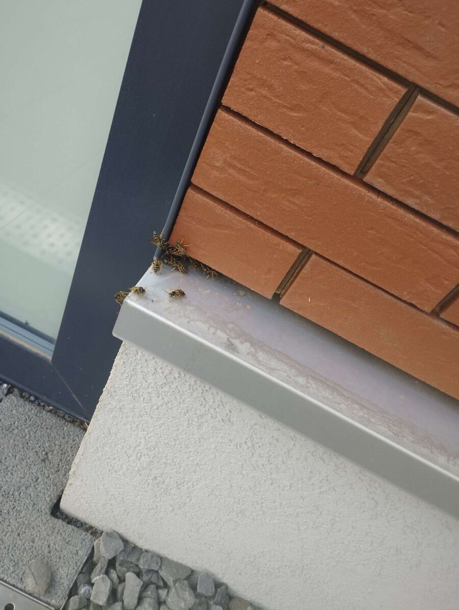 nid d abeille que faire