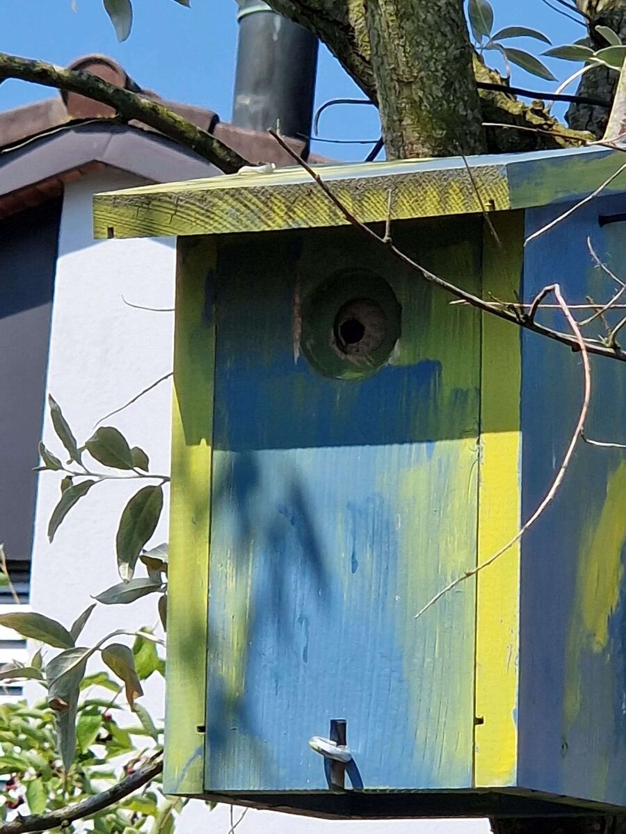 nid d abeille que faire