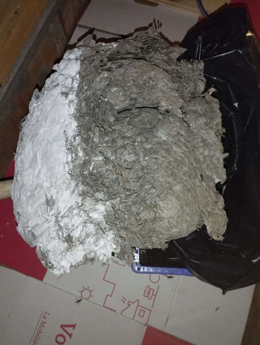 ruche abeille maison que faire