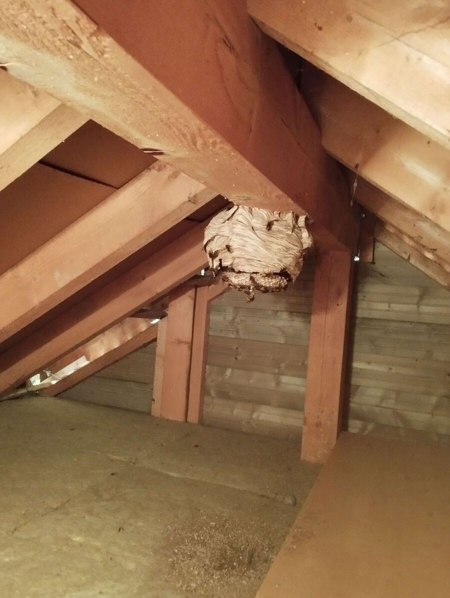 enlever un nid d abeille