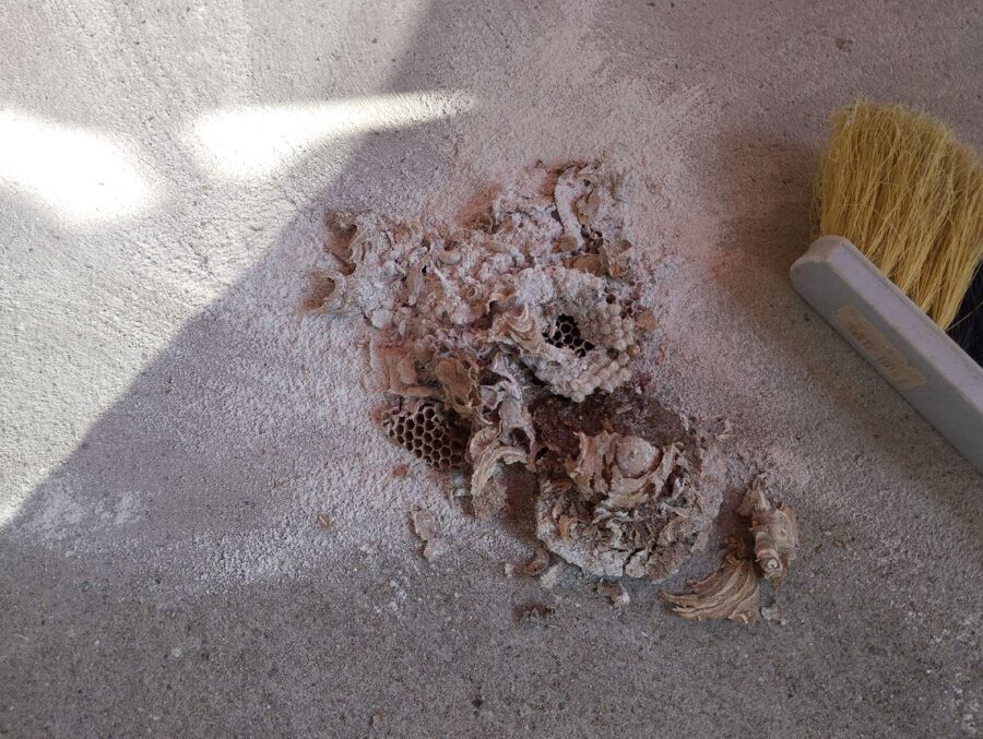 essaim d abeille enlevement