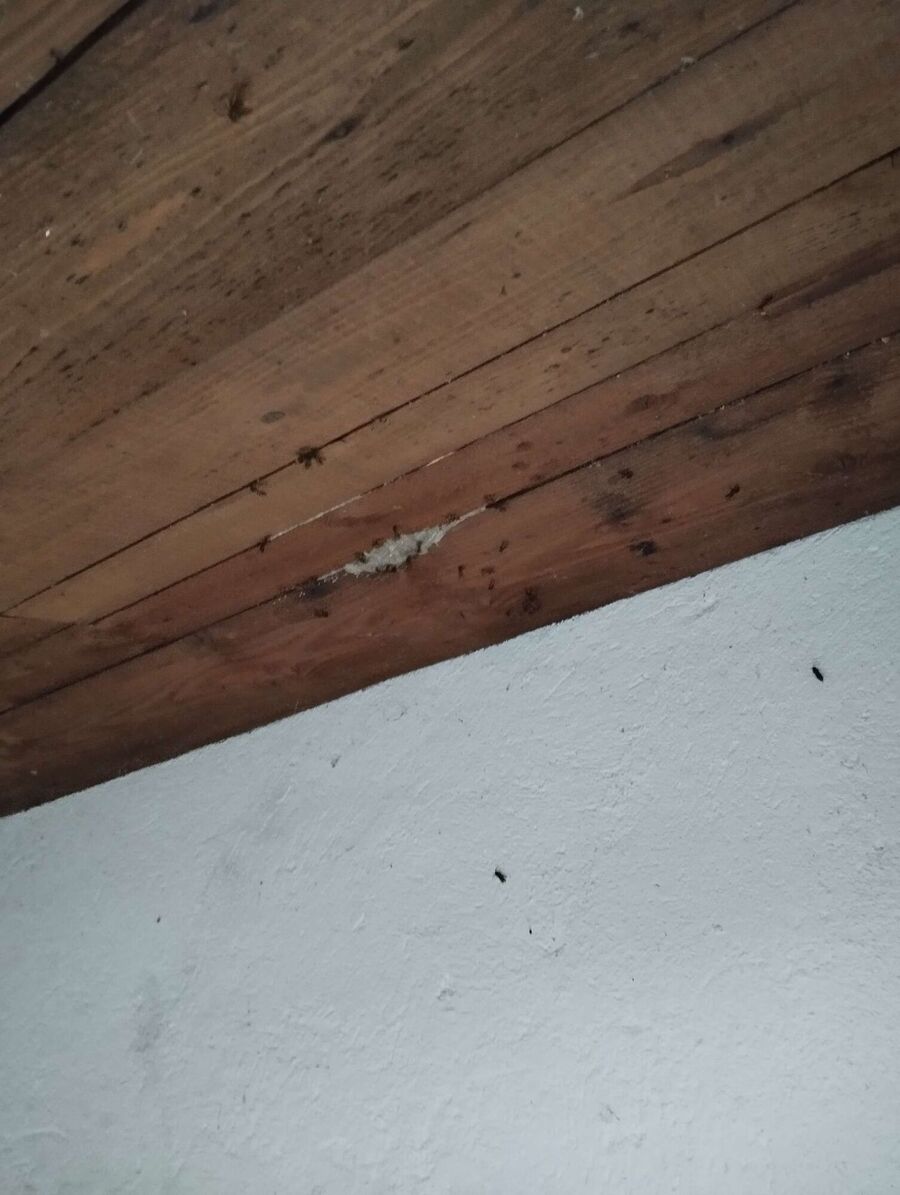 nid d abeille que faire