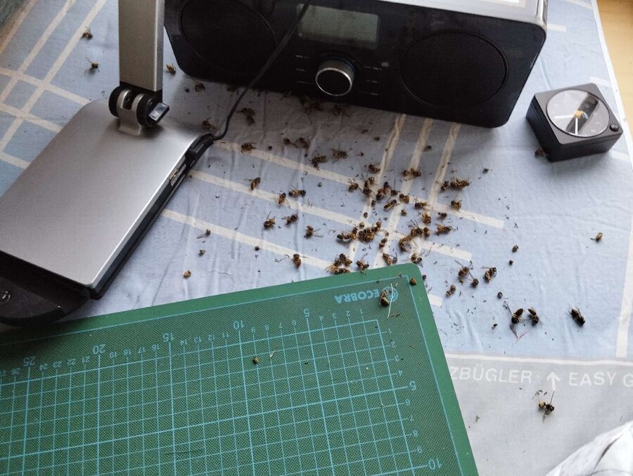 ruche abeille maison que faire