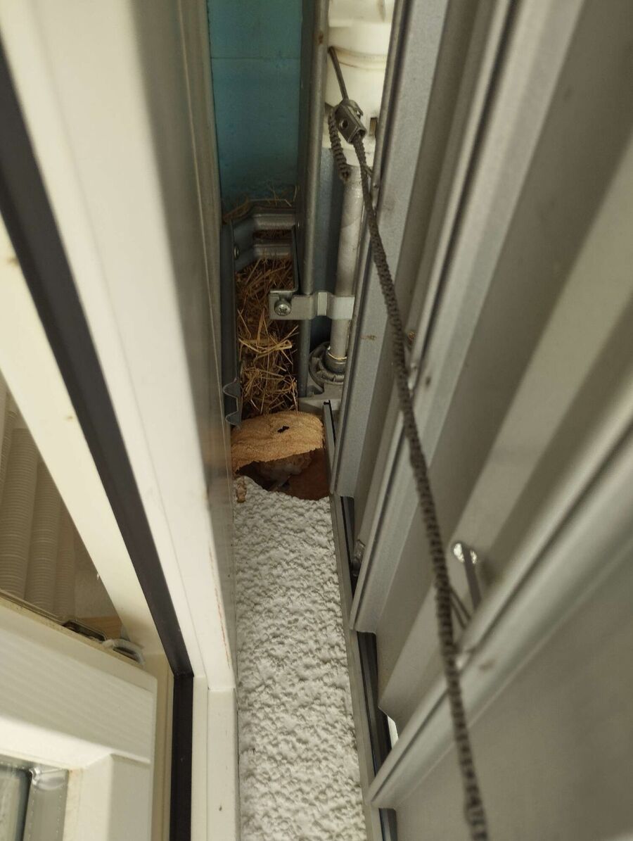 ruche abeille maison que faire