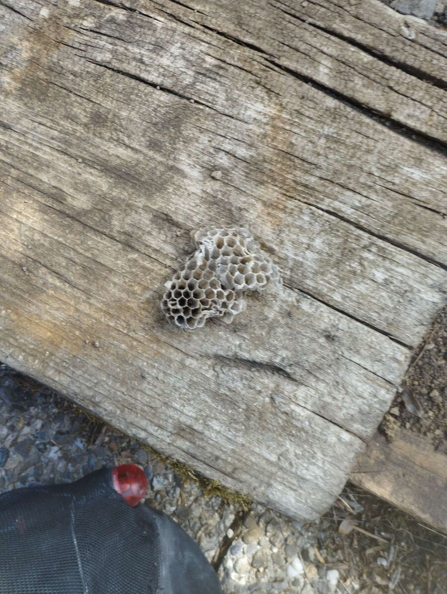 essaim d abeille enlevement