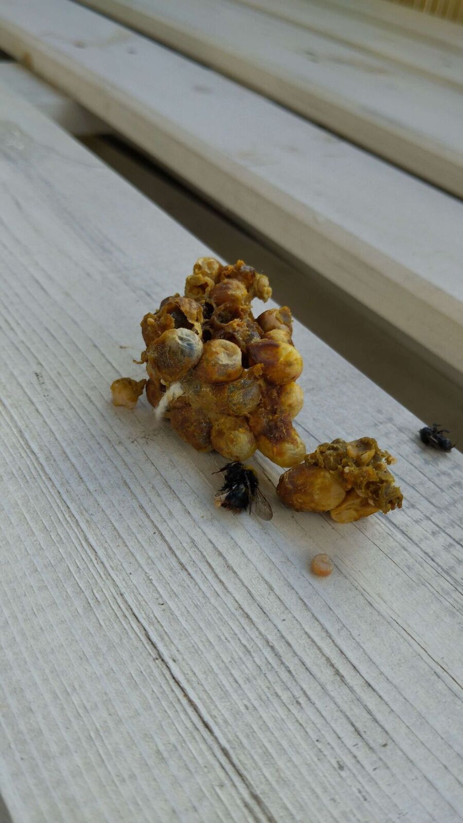 enlever un nid d abeille